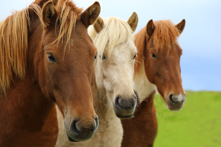 Portrait of beautiful Icelandic horses in a field in nature landscape of Iceland, Icelandの写真素材