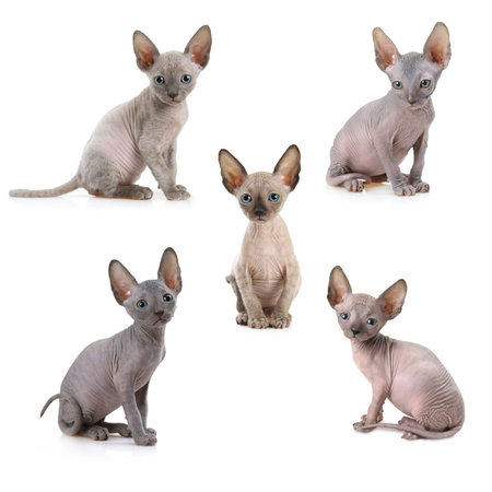 Group of Don Sphinx kitties (seven weeks old) isolated on white background
