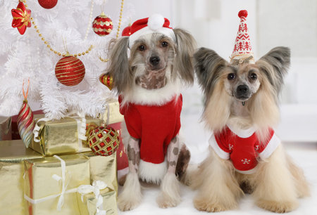 Portrait of two purebred Chinese Crested dogs dressed in a Christmas costumes on the background of Christmas treeの写真素材