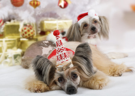 Two purebred Chinese Crested dogs dressed in a Christmas costumes on the background of Christmas treeの写真素材