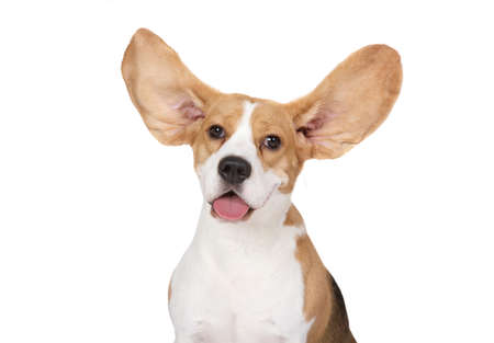 Portrait of purebred Beagle dog with scattering ears isolated on a white backgroundの写真素材