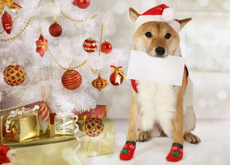 Japanese shiba inu dog with a gift package and a greeting card in his mouth dressed in a Christmas costume on the background of Christmas treeの写真素材