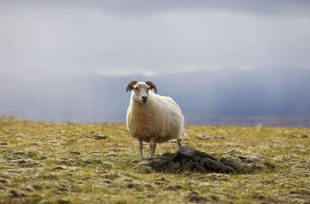 Lonely sheep grazing on high meadows in nature landscape of Icelandの写真素材