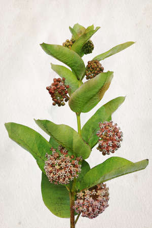 Illustration of watercolor Milkweed flowers (Asclepias). Artistic watercolor painting style with textureの写真素材