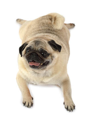 Tired fat pug dog lying on the ground and looking up to something, isolated on white background
の写真素材