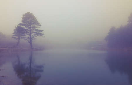 Landscape with a tree and its reflection in the lake in a thick fogの写真素材