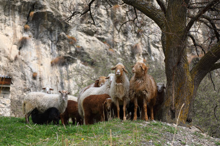 A herd of sheep grazing in the highlands of North Ossetia. Alania, Russiaの写真素材