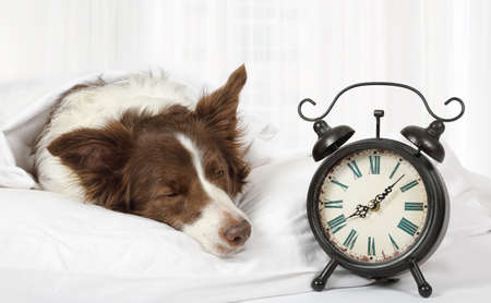 Lovely Collie border breed dog sleeping in bed covered with a blanket, an alarm clock is nearの写真素材