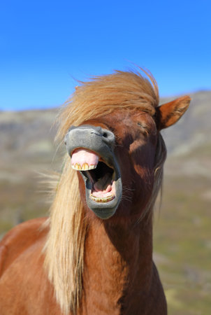 Portrait of funny grinning Icelandic horse on the background of blue sky, Icelandの写真素材