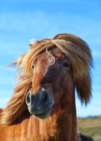 Portrait of brown color thoroughbred Icelandic horse on the background of blue sky, Icelandの写真素材