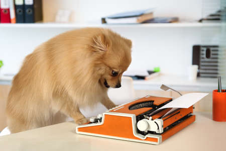 Cute Pomeranian dog typing on a vintage typewriter in the officeの写真素材
