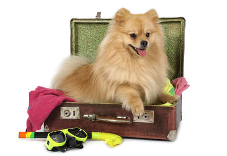 Cute purebred Pomeranian dog lying in a vintage suitcase isolated on white backgroundの写真素材