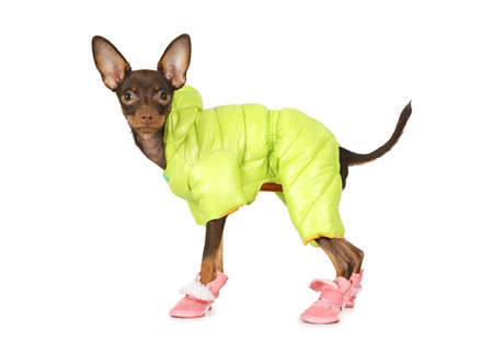 Puppy the toy terrier (four months) dressed in a warm jacket and boots isolated on white backgroundの写真素材