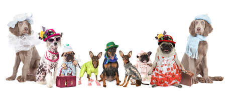 Group of dogs of different breeds dressed in clothes isolated on a white backgroundの写真素材