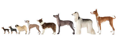 A large group of dogs of different breeds and various sizes standing on a white backgroundの写真素材