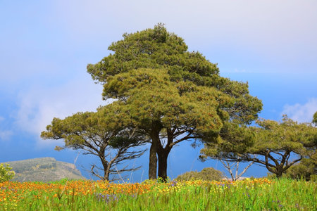 Stunning spring landscape of Sicilian nature with clouds passing by trees