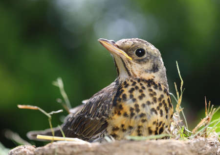 Portrait of a nestling thrush Fieldfare sitting in a nest against the background of the surrounding natureの写真素材