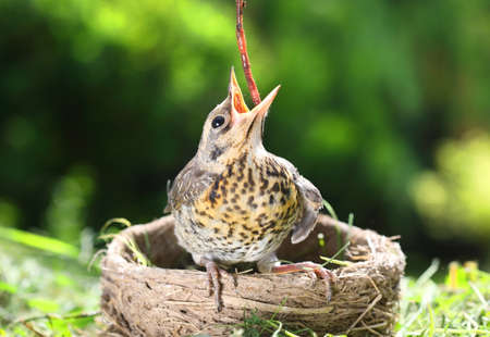 Feeding the nestling fieldfareÂ with a worm in the natural environmentの写真素材