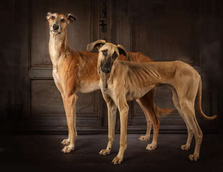 Two greyhounds dogs (Russian sight hound and Sloughi breed) standing in front of vintage backgroundの写真素材
