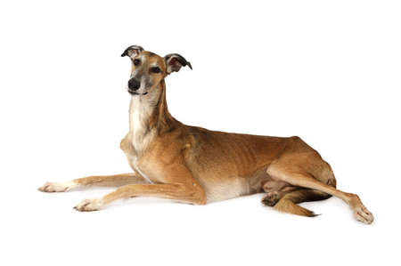 Russian sight hound dogÂ lying on a white background, isolated on a white. Russian  borzoi is an old AsianÂ sight houndÂ breedの写真素材