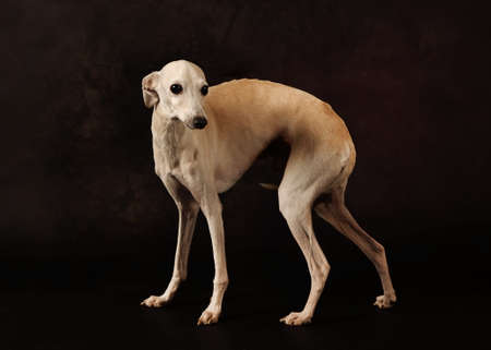 Italian Greyhound dog standing on a black background in a studioの写真素材