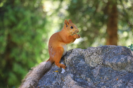 Cute squirrel sitting on a stone in the woods and eating somethingの写真素材