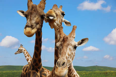 Portrait of giraffes against the blue sky. Wildlife scene with animal.Â の写真素材