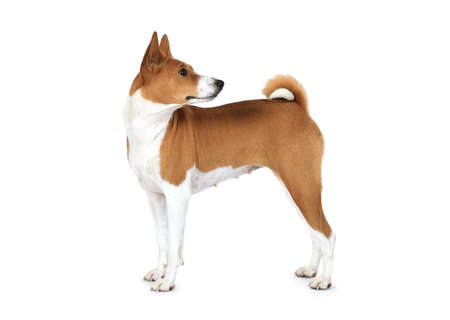 Studio shot of a purebred Basenji dog standing on a white backgroundの写真素材