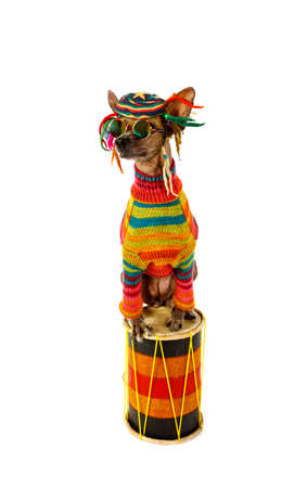 Xoloitzcuintli dog in clothes of a Rastafarian sitting on the drum isolated on white backgroundの写真素材