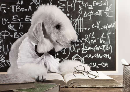 Cute scientist dog breed Bedlington Terrier sitting at the table in front of the blackboardの写真素材