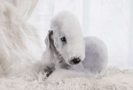 A thoroughbred Bedlington Terrier dog lying on a fur rug in the living roomの写真素材