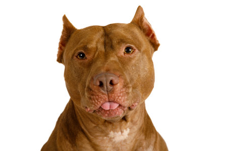 Portrait of a cute American Pit Bull Terrier dog isolated on a white background