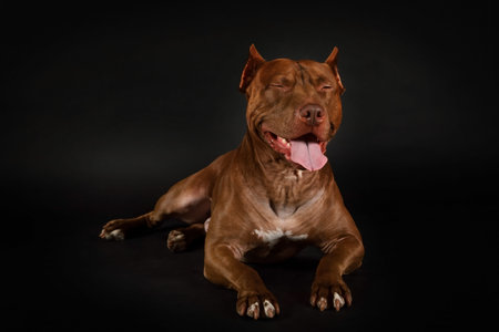 American Pit Bull Terrier dog lying with his eyes closed on a black background