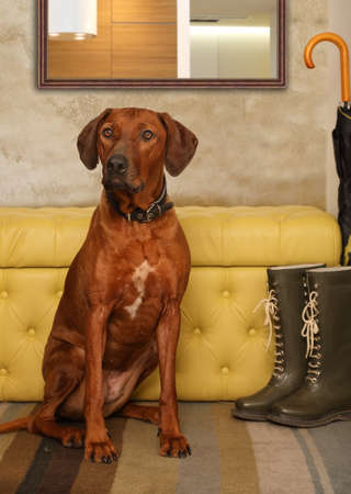 Beautiful Rhodesian Ridgeback dog sitting on the rug in the hallway of the apartmentの写真素材