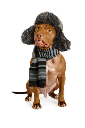 American Pit Bull Terrier dog in a fur hat and warm scarf around neck isolated on white backgroundの写真素材