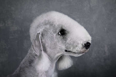 Portrait of a cute Bedlington Terrier dog on a gray backgroundの写真素材
