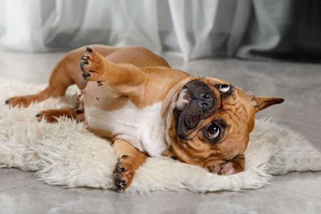 French bulldog lying on a fur rug on the living room floorの写真素材