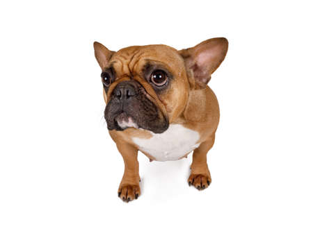 Portrait of French bulldog isolated on white backgroundの写真素材