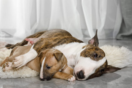 Miniature Bull Terrier mom dog hugs her puppy while lying on a fur rug in the living room