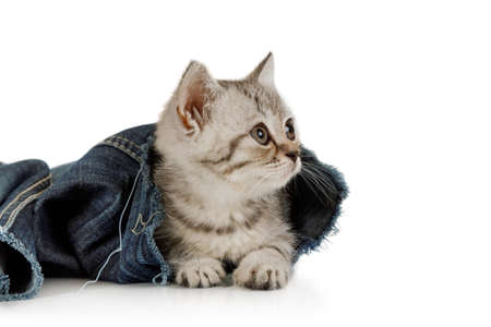 Sweet little kitten resting in jeans leg isolated on white backgroundの写真素材