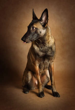 Thoroughbred Belgian shepherd dog Malinois on a brown backgroundの写真素材