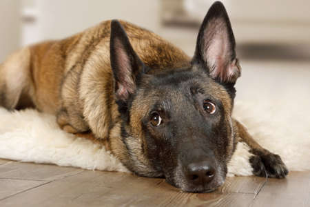 Belgian shepherd dog Malinois dog lying on a fur rug on the living room floorの写真素材