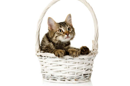 Cute gray kitten sits in a basket and looks somewhere with surprise, isolated on a white backgroundの写真素材
