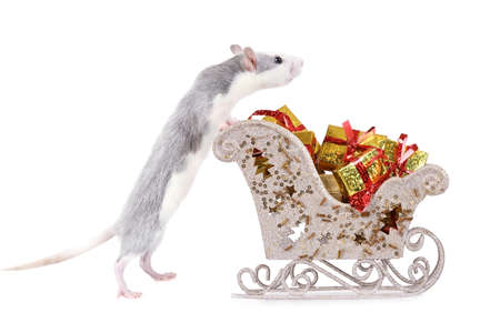 Cute rat pushes Christmas sleigh full of gifts isolated on a white backgroundの写真素材
