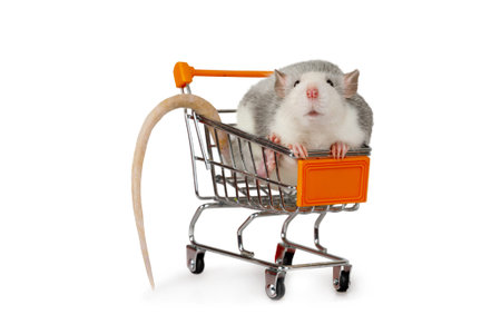Little funny gray rat sits in a shopping cart isolated on a white backgroundの写真素材
