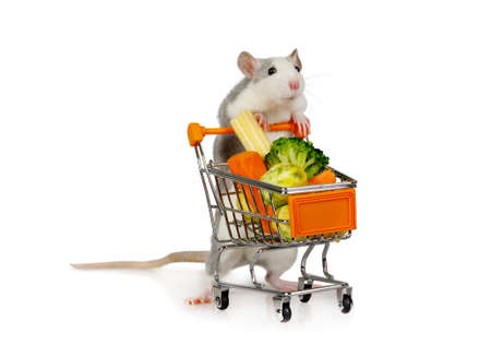 Nice little gray rat carries shopping cart full of fresh vegetables isolated on white background
の写真素材