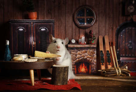 Nice little gray rat is eating corn in his cozy houseの写真素材