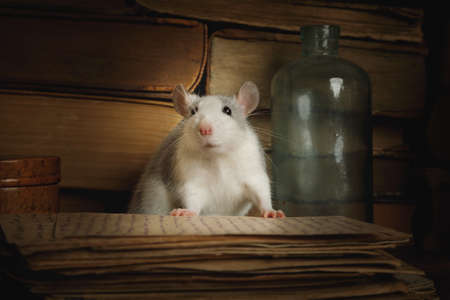 Small domestic gray rat reading old letters indoorsの写真素材