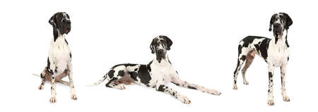 Three photo montage of Great Dane dog isolated on white backgroundの写真素材