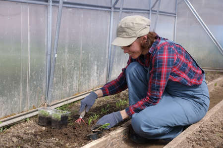 Female gardener plants seedlings in the ground in spring greenhouse. Farming, Gardening, Agriculture and People Concept
の写真素材